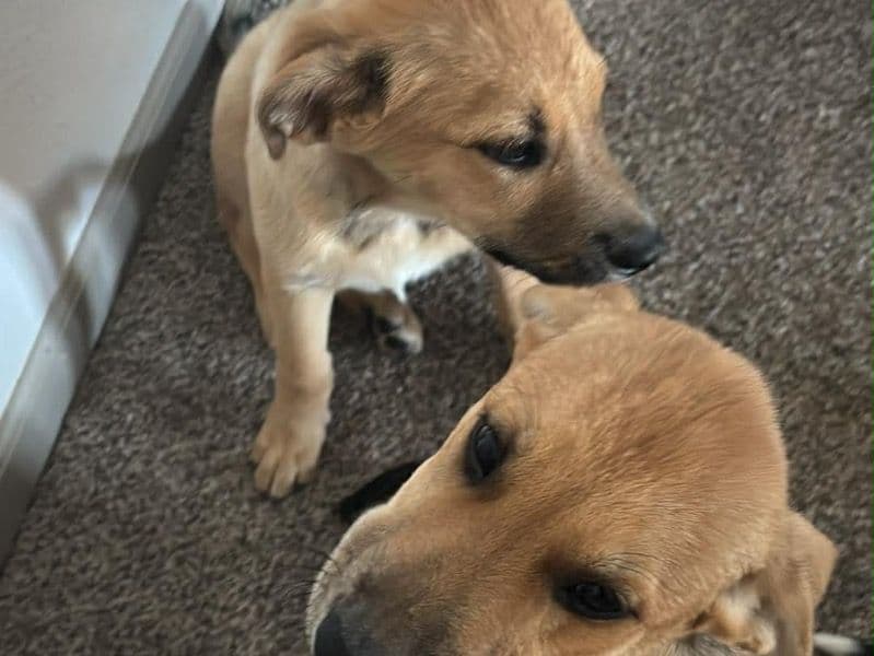 Anatolian Shepherd 3 months old female medium named Athena And Hera for sale in Pulaski County, Missouri | Petmeetly