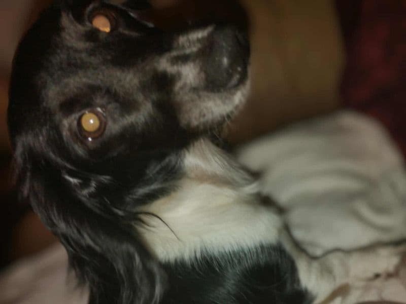 Miniature Dachshund 1 year 8 months old female small named Gypsy for breeding in Polk County, Florida | Petmeetly