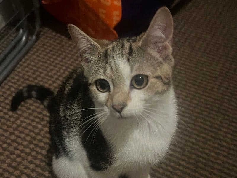 Luna primary photo
