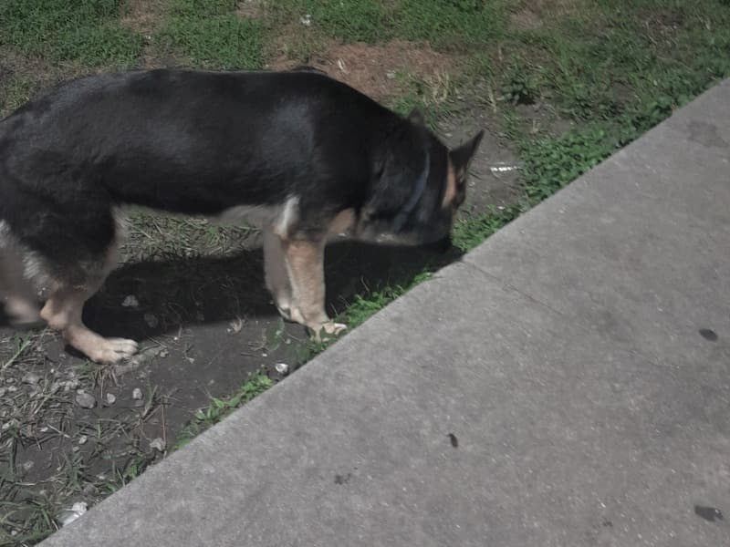 Black German Shepherd 3 years 3 months old female medium named German for breeding in Miami-Dade County, Florida | Petmeetly