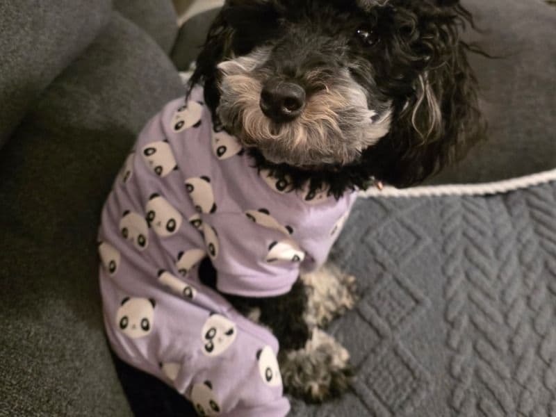 Toy Poodle 4 years old female small named Pepper for breeding in Pinal County, Arizona | Petmeetly