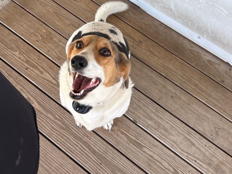 Babe - Beagle | Petmeetly