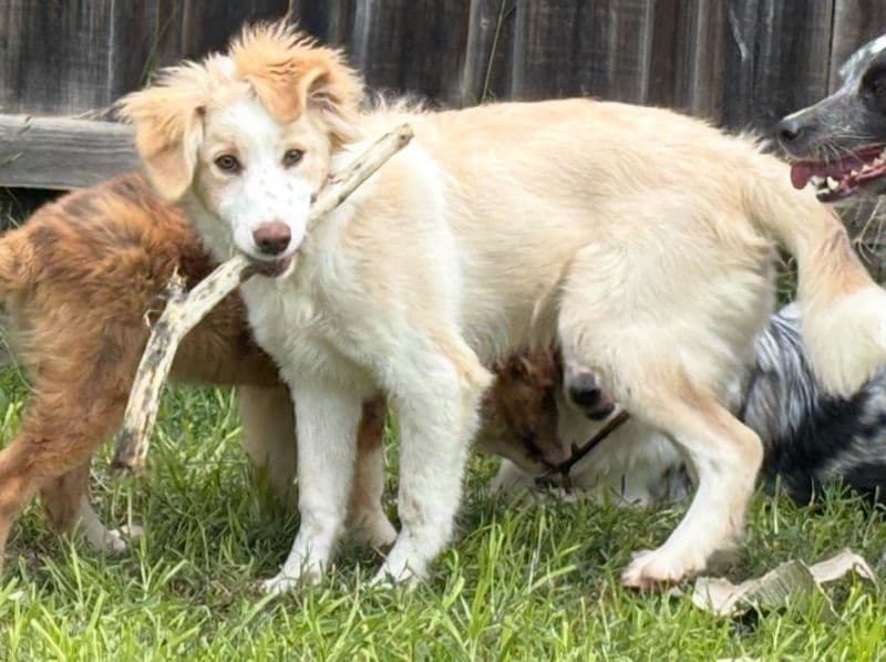 Border Collie 9 months old male medium named Ivar for breeding in Wyndham City, Victoria | Petmeetly