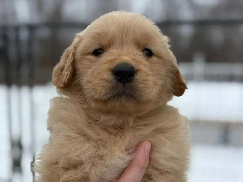 English Golden Retriever 2 months old male small named Milo for adoption in Cook County, Illinois | Petmeetly