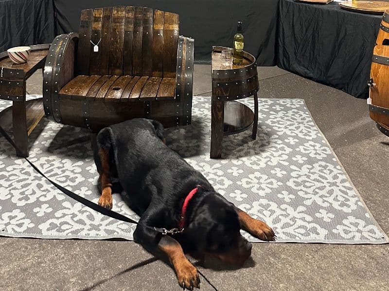 Rottweiler 1 year old male extra large named Mack for breeding in Yamhill County, Oregon | Petmeetly
