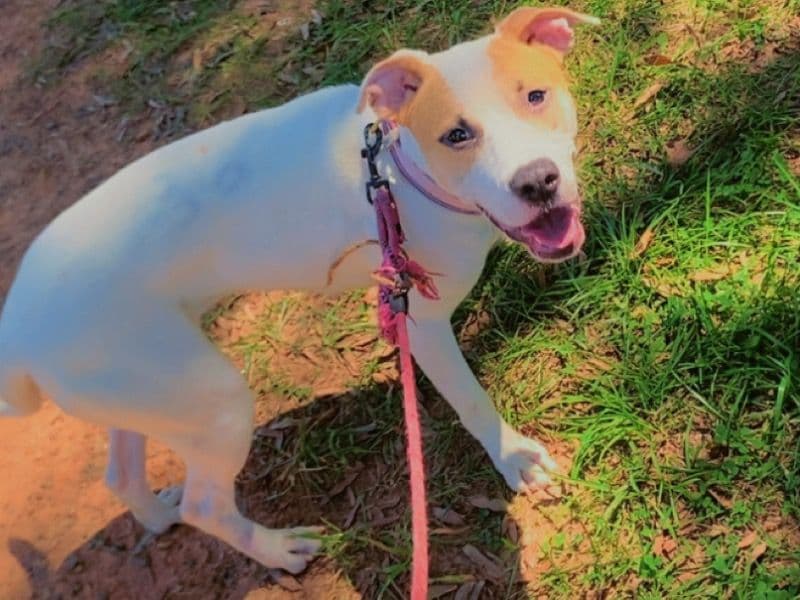 Sweetie primary photo