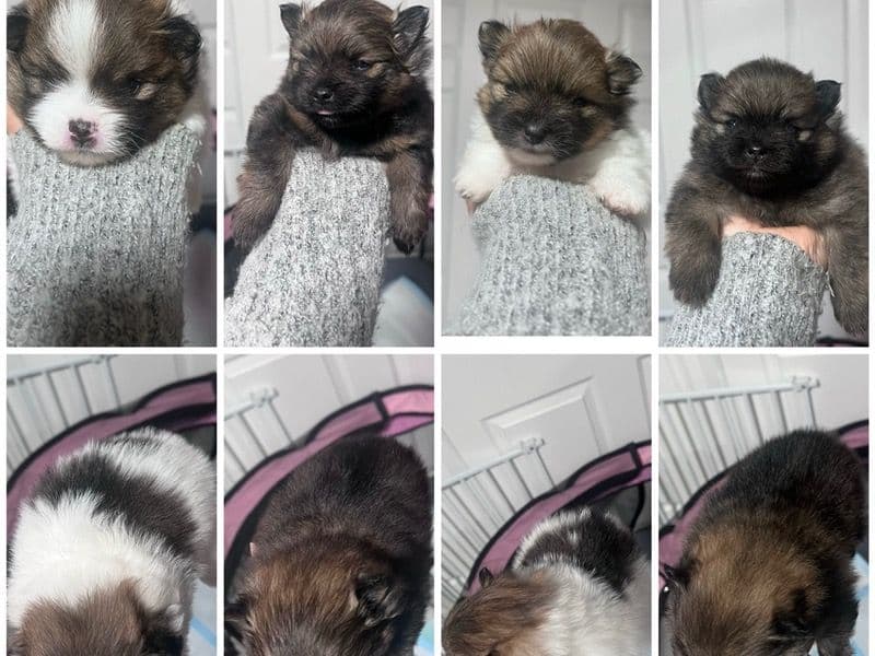 Pomeranian 1 year old female small named Unknown for sale in Monterey County, California | Petmeetly