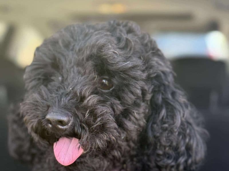 Toy Poodle 2 years 5 months old female small named Millie for breeding in Wyndham City, Victoria | Petmeetly