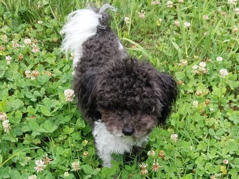 Maltipoo 3 years 3 months old male small named Toby for breeding in Greene County, Missouri | Petmeetly