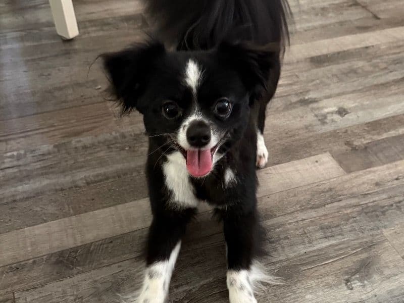 Oreo primary photo