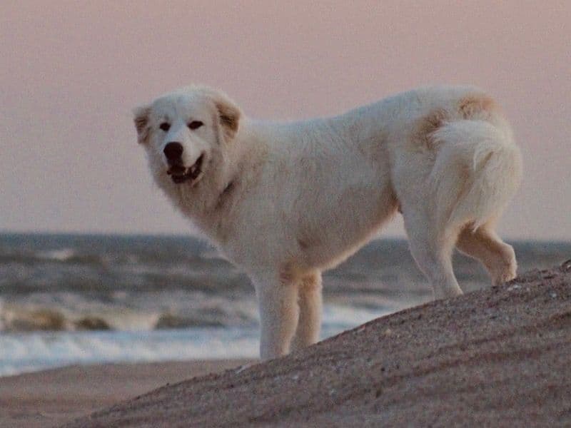 Great Pyrenees 1 year 11 months old male extra large named Huckleberry for breeding in New Hanover County, North Carolina | Petmeetly