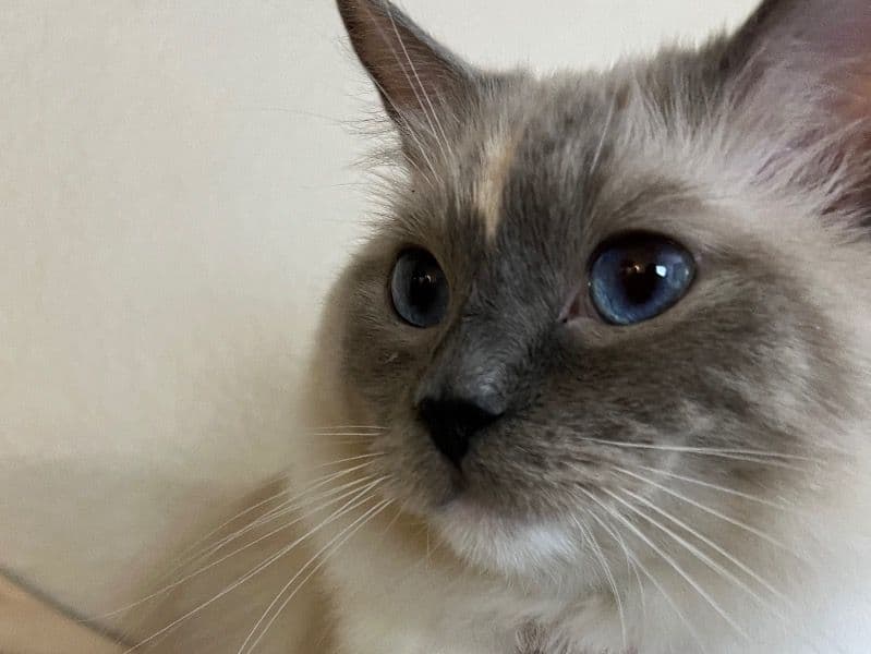 Kira primary photo