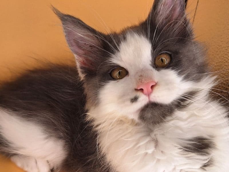Maine Coon 3 months old female named Sophia for sale in Paulding County, Georgia | Petmeetly