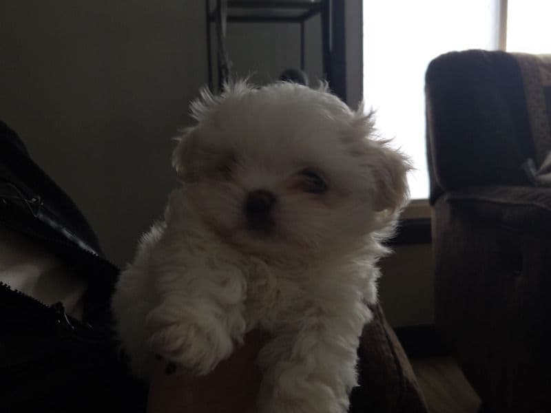 Maltese Shih Tzu 2 months old male small named Huey for sale in Wayne County, Michigan | Petmeetly