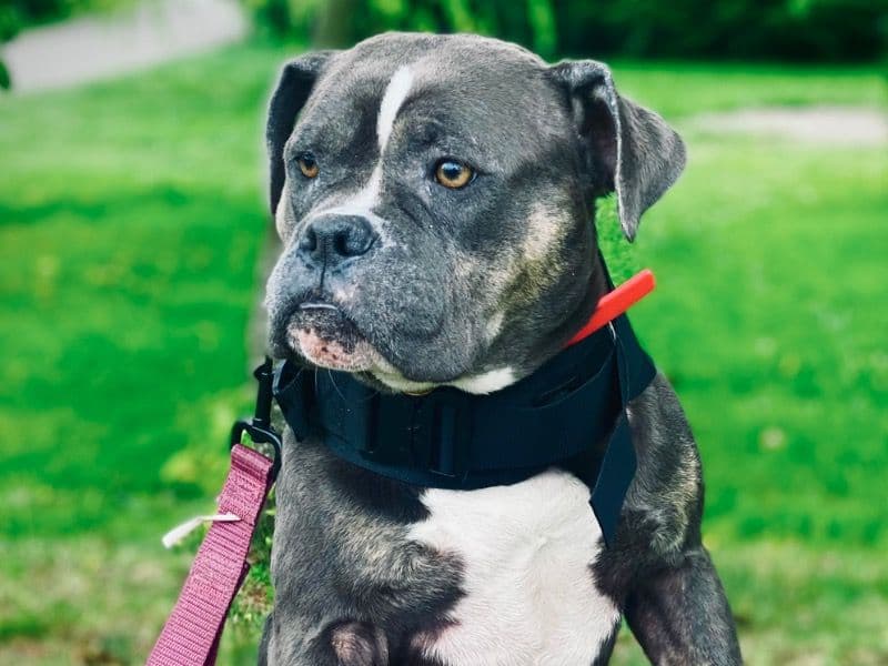 American Pocket Bully 3 years 4 months old female medium named Mila for breeding in Metro Vancouver, British Columbia | Petmeetly