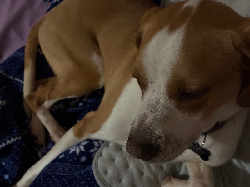 Milo - Beagle | Petmeetly