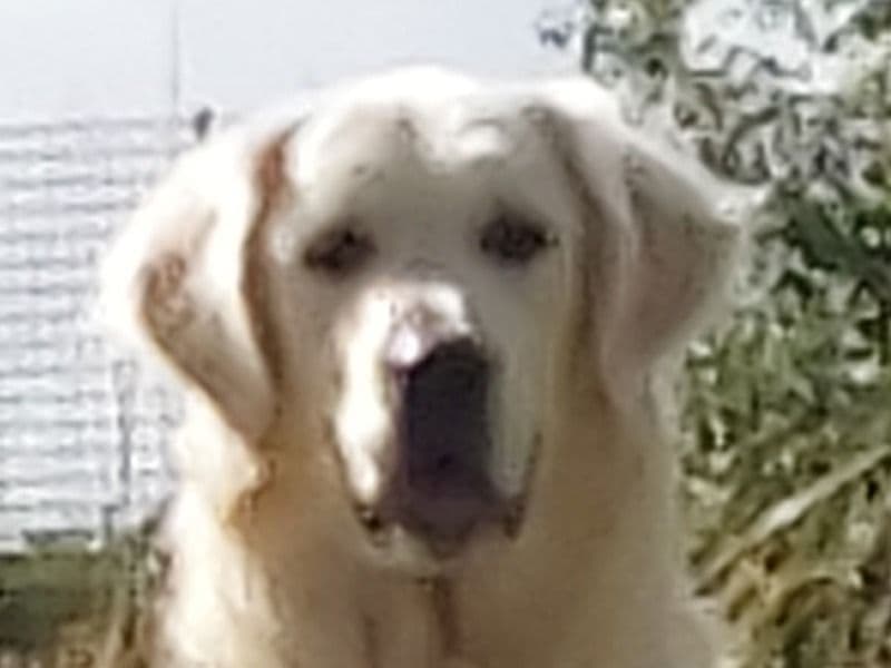 Golden Retriever 2 years 11 months old male large named Jude for breeding in Glasgow City, Scotland | Petmeetly