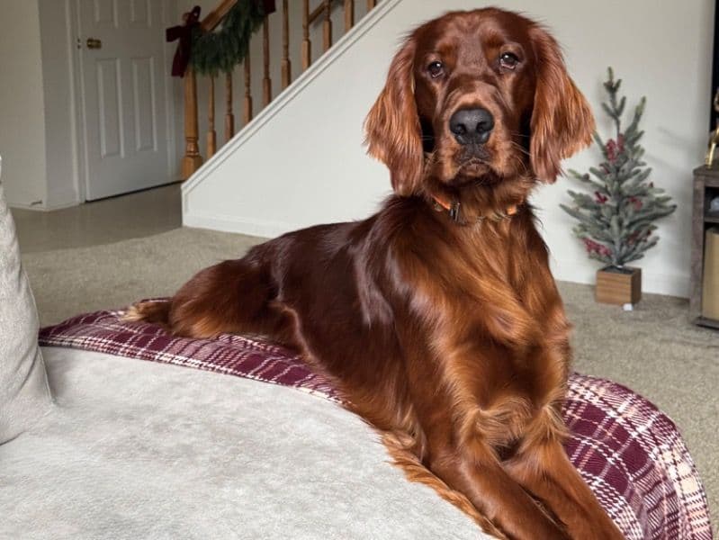 Irish Setter 2 years old male large named Rooster for breeding in Cumberland County, North Carolina | Petmeetly