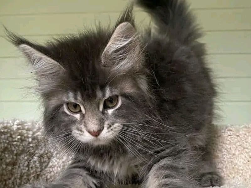 Maine Coon 6 months old female named Dency for sale in Fremont, California | Petmeetly