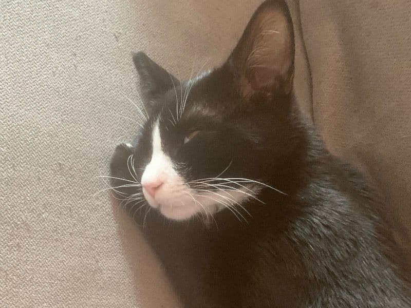 American Shorthair 2 years old male named Tk for breeding in New York, New York | Petmeetly