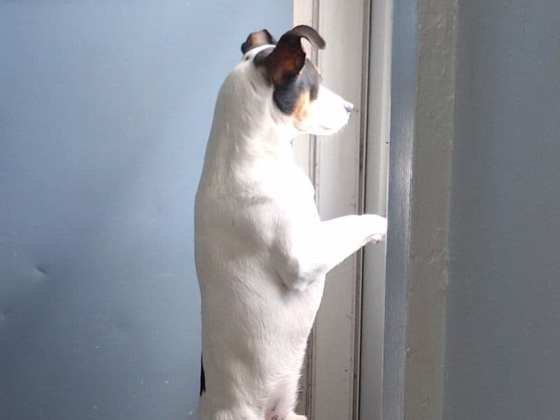 Capone primary photo