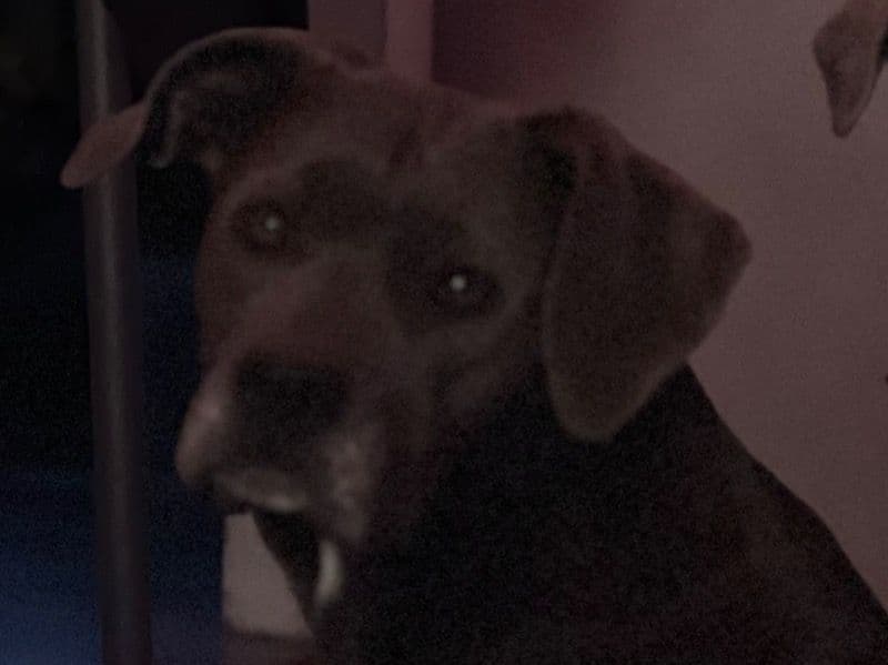 Zoey Mae - Cane Corso | Petmeetly