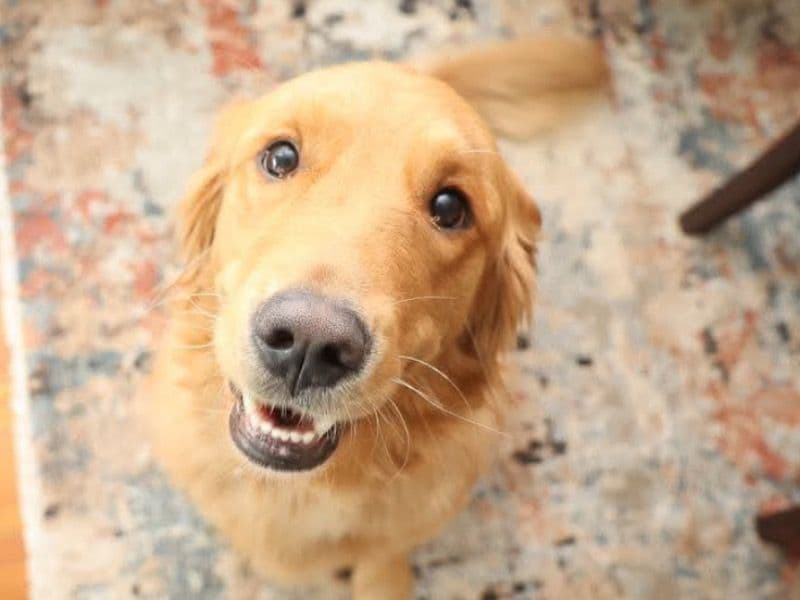 Golden Retriever 3 years 8 months old female medium named Molly for breeding in Hampshire County, Massachusetts | Petmeetly