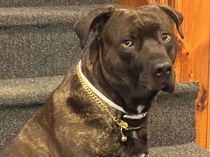 Mastweiler 3 years 5 months old male large named Butters for breeding in Plymouth County, Massachusetts | Petmeetly