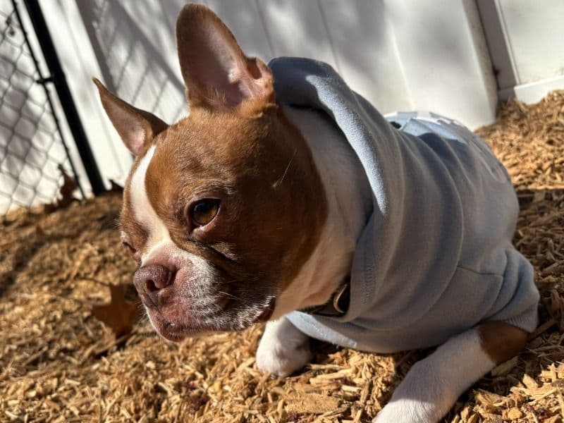 Boston Terrier 9 years 11 months old male small named Beano for adoption in Hampden County, Massachusetts | Petmeetly