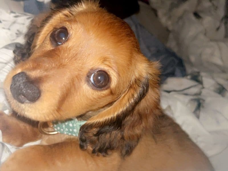 Martini primary photo