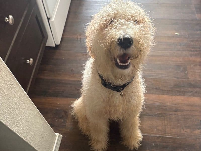 Goldendoodle 6 months old male medium named Murphy for adoption in Clallam County, Washington | Petmeetly