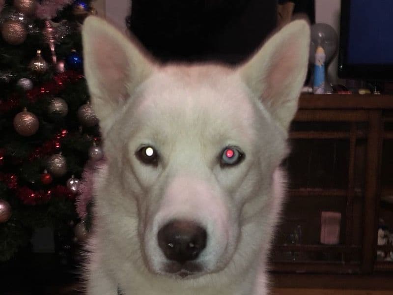 Alaskan Husky 2 years 5 months old male large named Polar for breeding in Southeastern Connecticut Planning Region, Connecticut | Petmeetly