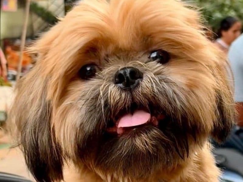 Bruno primary photo
