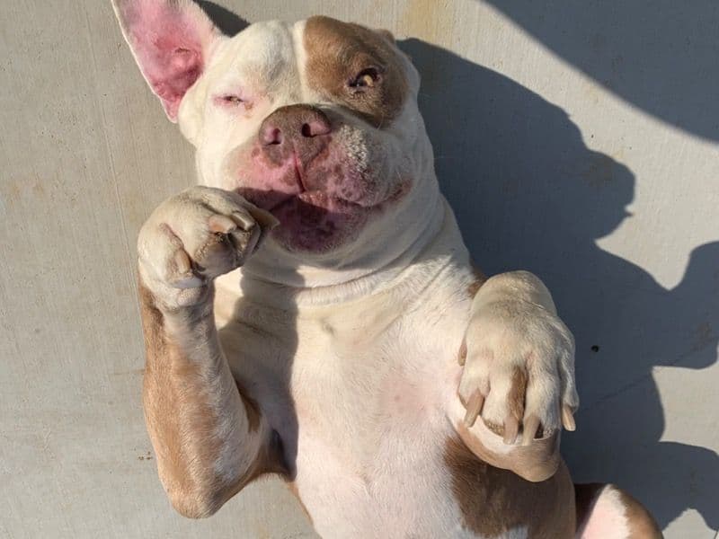 American PitBull Terrier 5 years 6 months old male extra large named King for breeding in Maricopa County, Arizona | Petmeetly