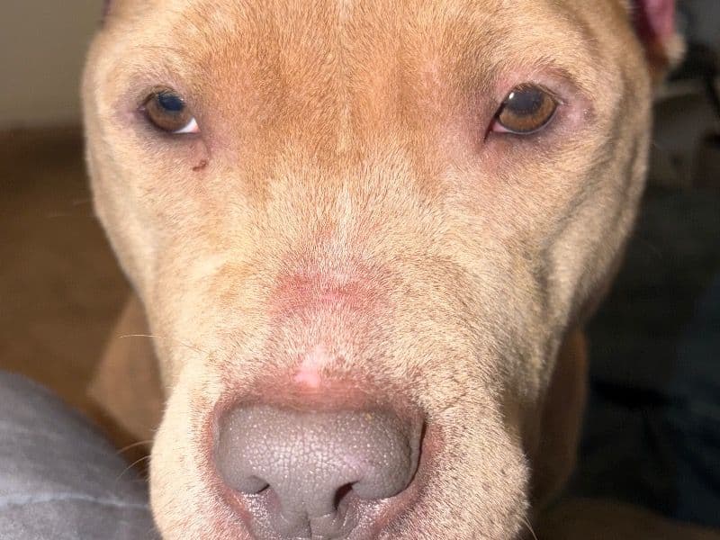 Salsa - American PitBull Terrier | Petmeetly