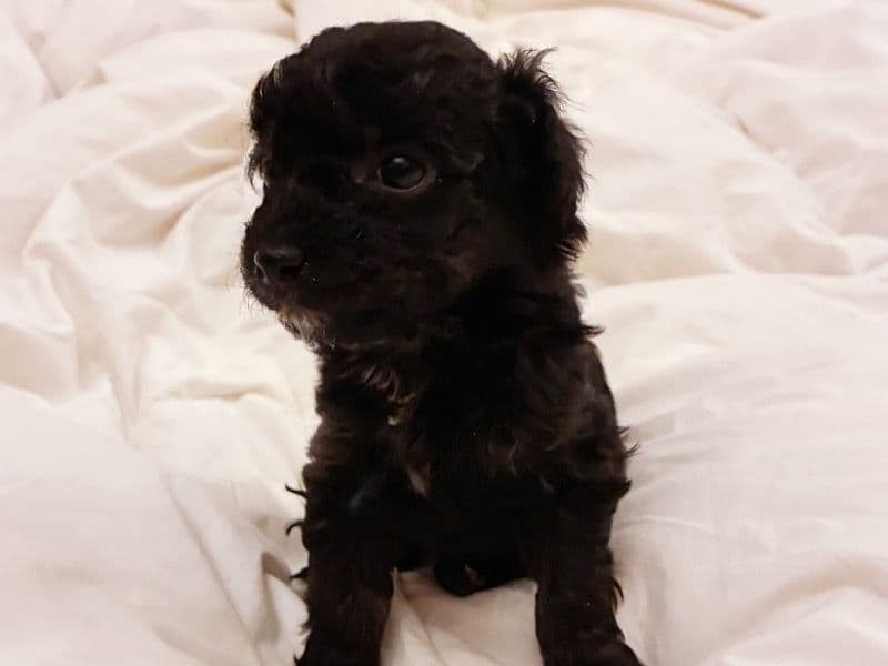 Toy Poodle 1 month old female small named Alexas for sale in Hudson County, New Jersey | Petmeetly