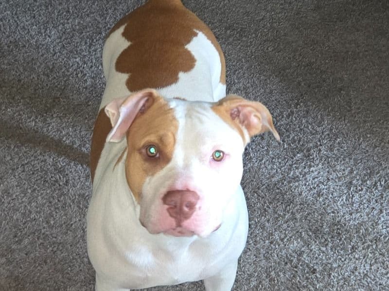American Bully 1 year 8 months old female medium named Dakota for breeding in Baltimore County, Maryland | Petmeetly