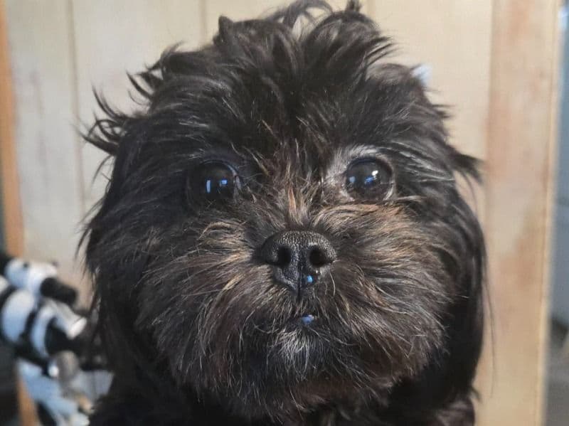 Luna primary photo