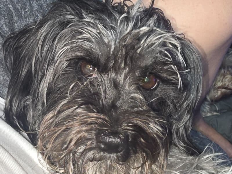 Shih Tzu 4 years 4 months old female small named Cinder for breeding in El Paso County, Colorado | Petmeetly