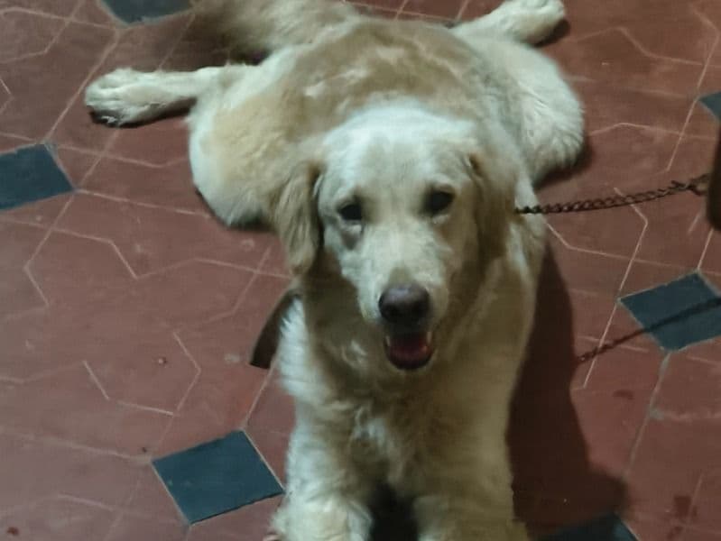 Golden Retriever 3 years 7 months old male medium named Max for breeding in Mudichur, Tamil Nadu | Petmeetly