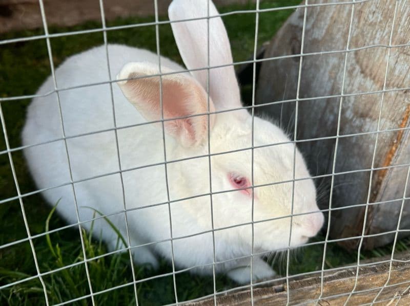 New Zealand 3 years old male named Mickey for breeding in Steyr-Land District, Upper Austria | Petmeetly