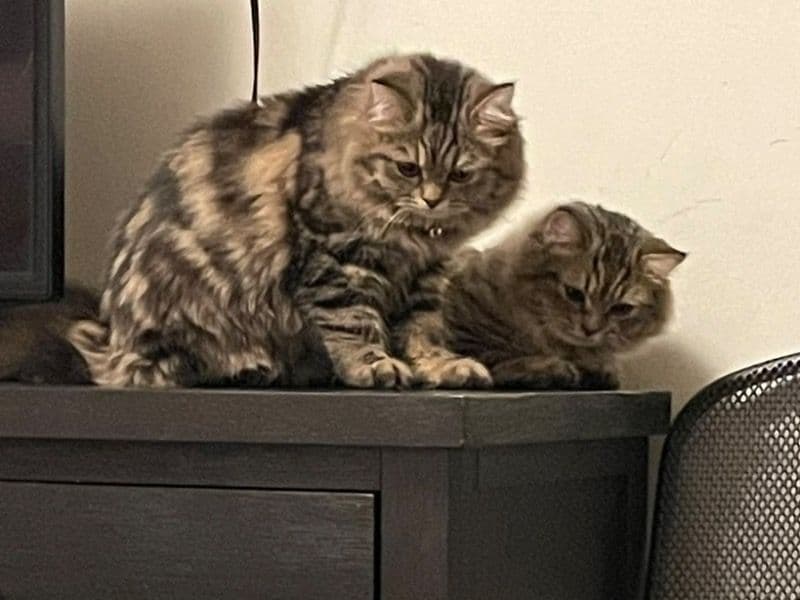 Persian 6 months old male named Gigi And Dexter for sale in Los Angeles County, California | Petmeetly