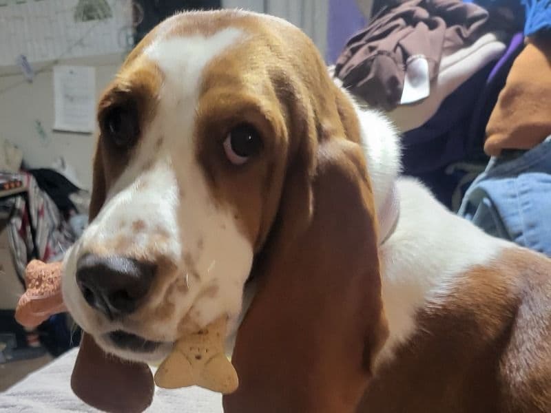 Basset Hound 3 years 4 months old female medium named Bella for breeding in Cabell County, West Virginia | Petmeetly