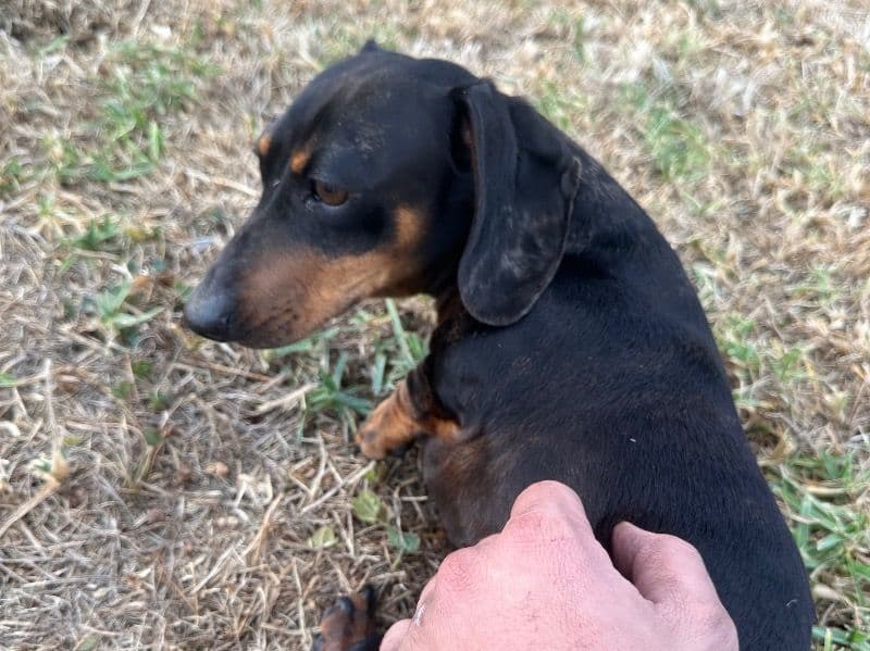 Dachshund 2 years 10 months old male medium named Hugo for breeding in Colac Otway Shire, Victoria | Petmeetly
