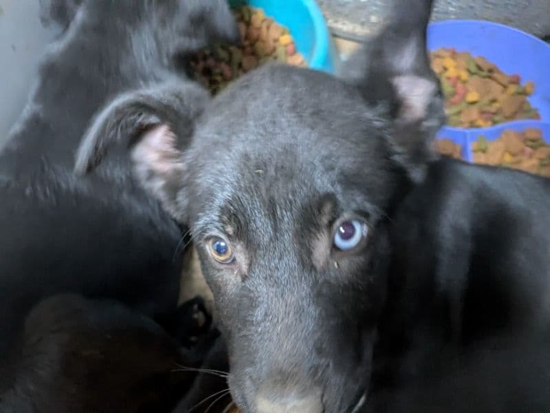 German Sheprador 5 months old male medium named No Name for sale in Barber County, Kansas | Petmeetly