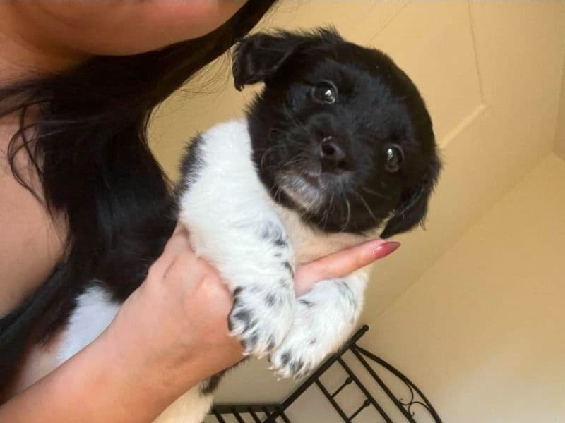 Rat Terrier 2 months old female small named Sky for sale in San Bernardino County, California | Petmeetly