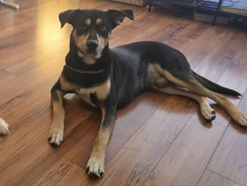 Australian Kelpie 4 years 4 months old male medium named Kovu for breeding in Clark County, Nevada | Petmeetly