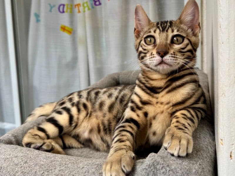 Bengal 8 months old male named Puddy for sale in Fraser Valley, British Columbia | Petmeetly