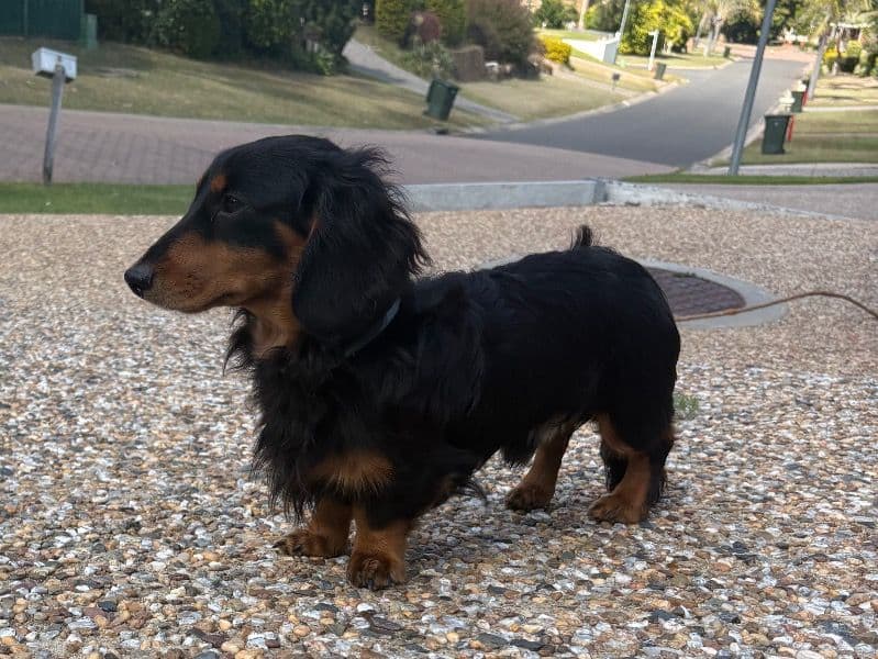 Milo primary photo