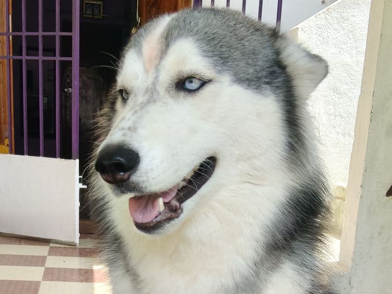 Husky 3 years 8 months old female medium named Jooo for breeding | Petmeetly